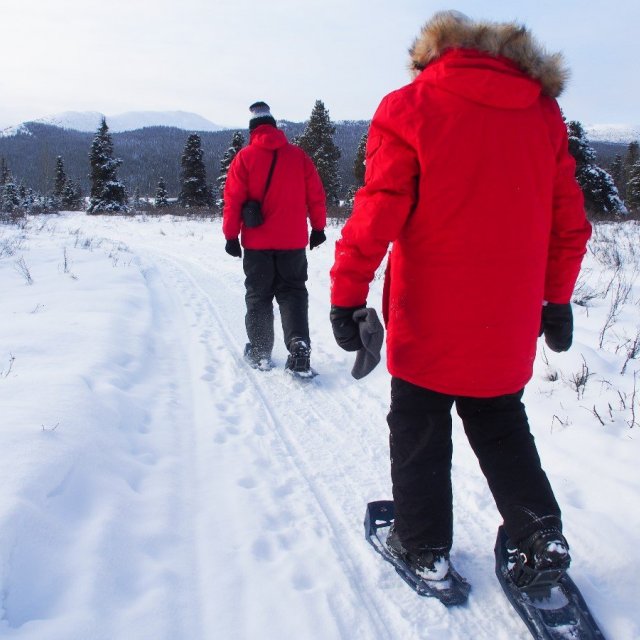 Arctic Day: Snowshoeing Tour | half day (Feb 14 2019)