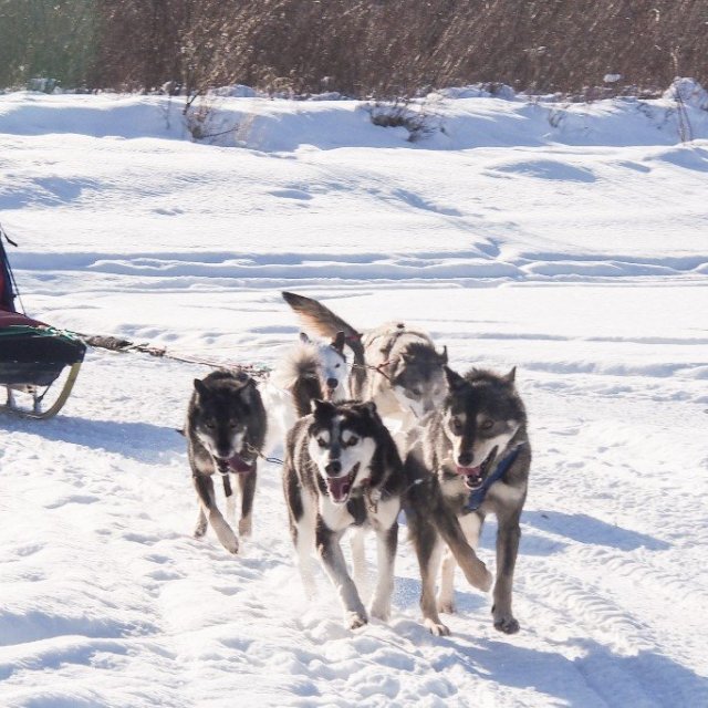 Arctic Day: Dog Sledding Tour | half day (Feb 26, 2019)