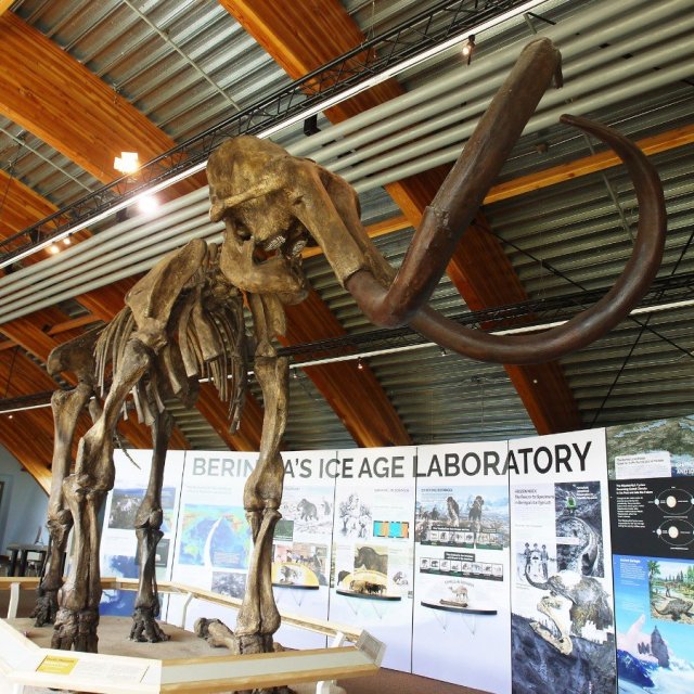 Arctic Day: Wilderness City & Museum Tour | half day (Aug 18, 2019)