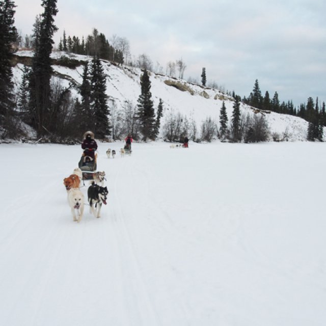 Arctic Day: Dog Sledding | half day (Dec 21, 2016)