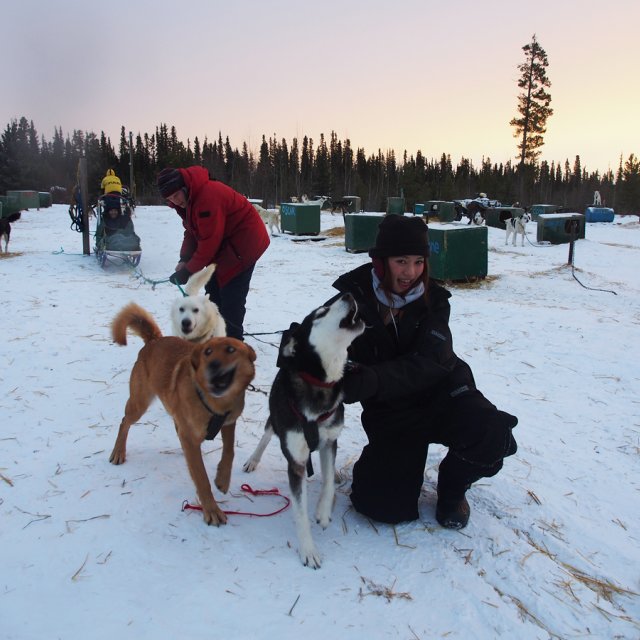 Arctic Day: Dog Sledding | half day (Jan 24, 2017)