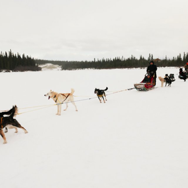 Arctic Day: Dog Sledding | half day (Jan 27, 2017)