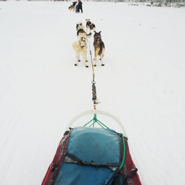 Arctic Day: Dog Sledding | half day (Dec 24, 2016)