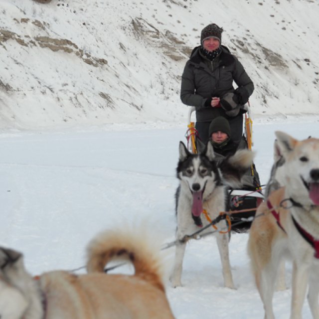 Arctic Day: Dog Sledding | half day (Dec 26, 2016)