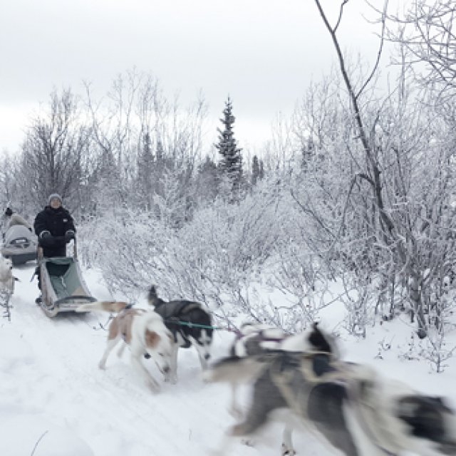 Arctic Day: Dog Sledding | half day (Dec 30, 2016)