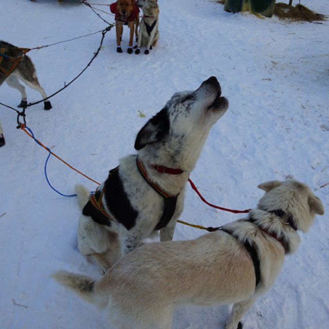 Arctic Day: Dog Sledding | half day (Dec 26, 2015)