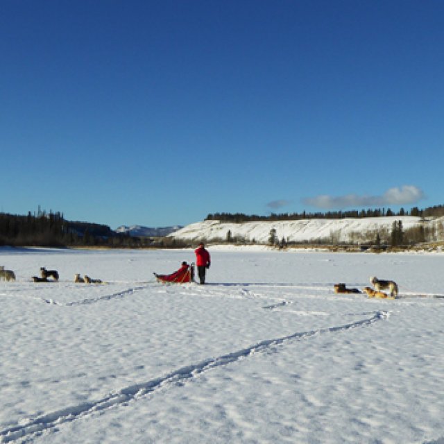 Arctic Day: Dog Sledding | half day (Feb 9, 2016)