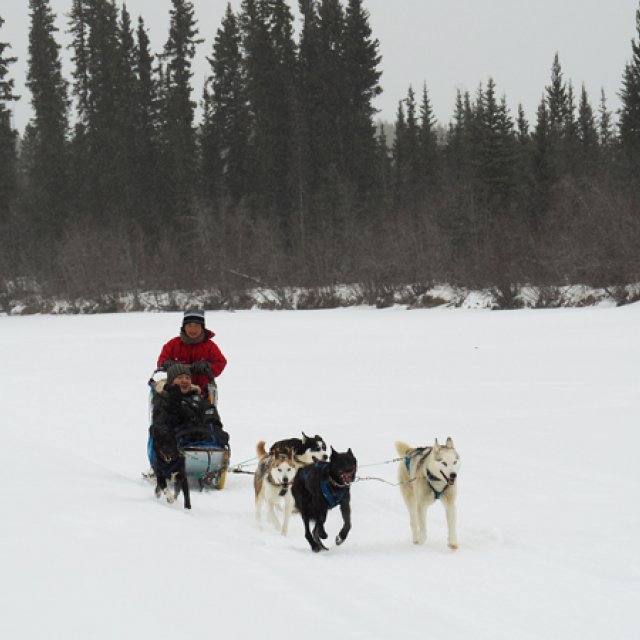Arctic Day: Dog Sledding | half day (Mar 27, 2017)