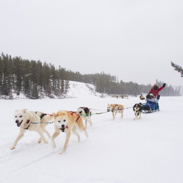 Arctic Day: Dog Sledding Tour | half day (Jan 30, 2019)