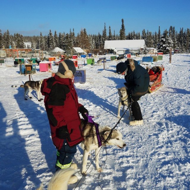 Arctic Day: Dog Sledding Tour | half day (Feb 1, 2019)