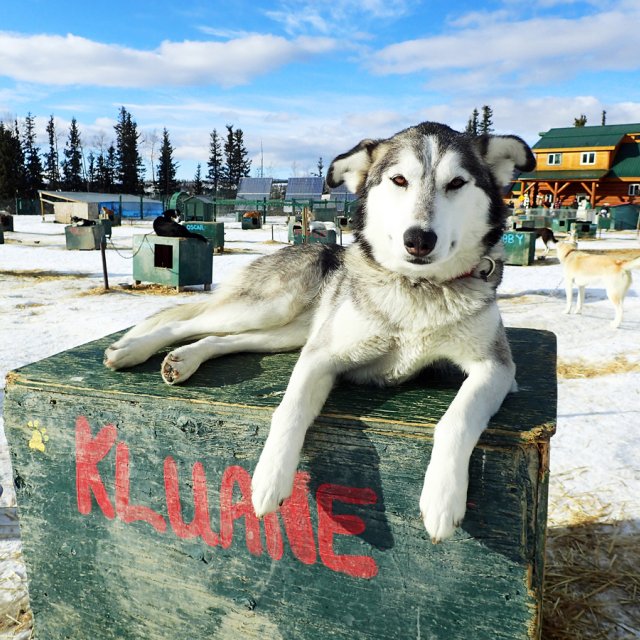 Arctic Day: Dog Sledding | half day (Mar 6, 2015)