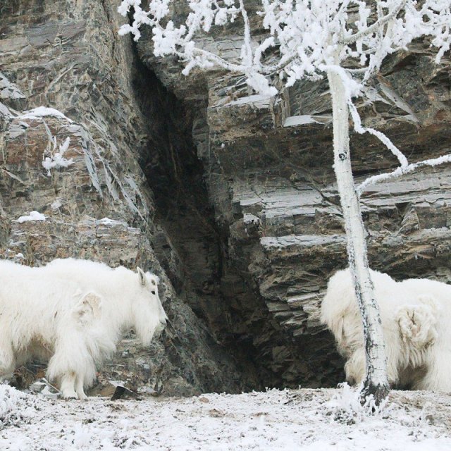 Arctic Day: Wildlife & Hot Springs | half day (Jan 14, 2019)
