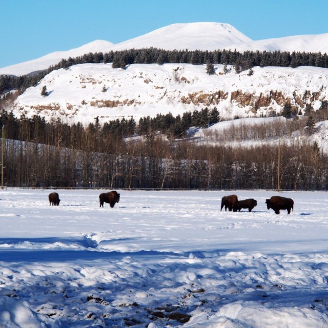 Arctic Day: Yukon Wildlife Viewing Tour | half day (Jan 31, 2022)