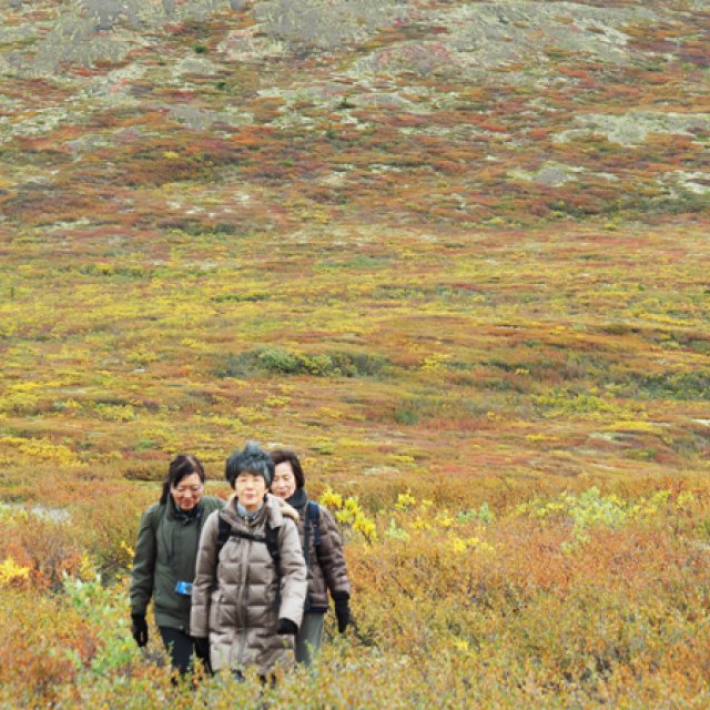 Arctic Tundra & Dawson City | Fall colors at their best (Aug 20, 2016)