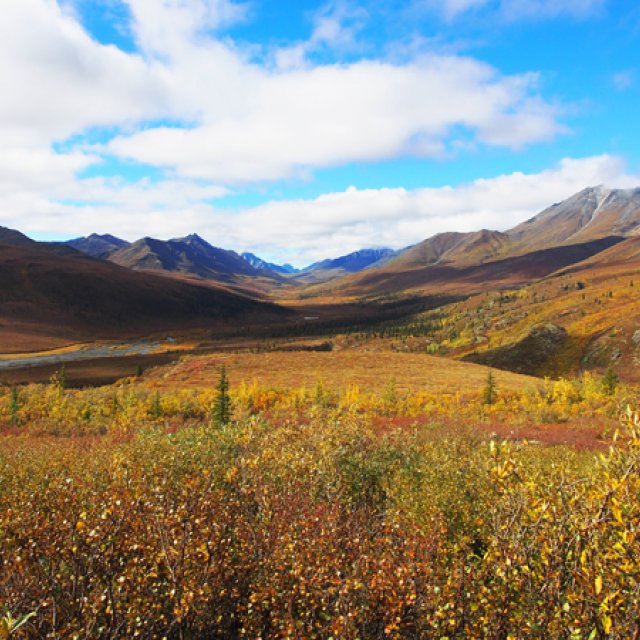 Arctic Tundra & Dawson City | Fall colors at their best (Aug 26, 2016)