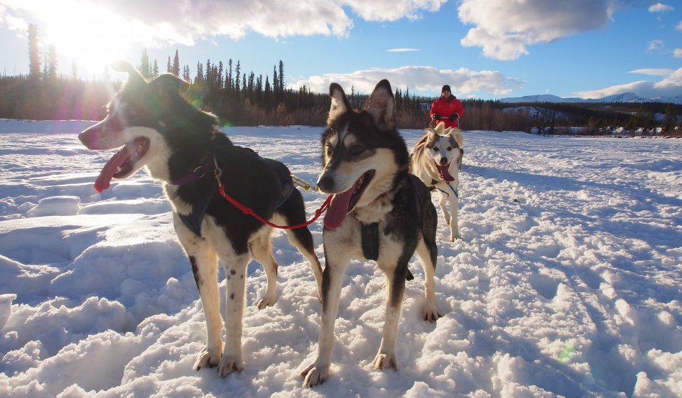 Día Ártico: Trineo con perros | Medio día