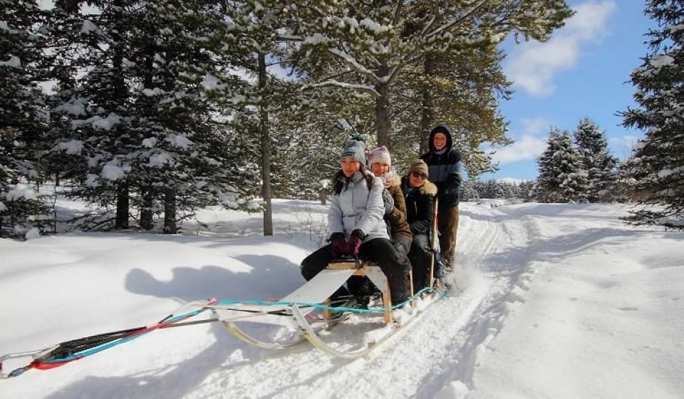 Arctic Day: Husky Stampede | half day