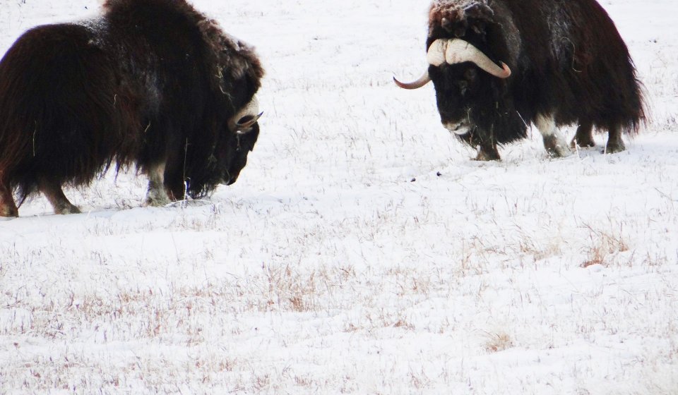 Arctic Day: Yukon Wildlife Viewing Tour | half day