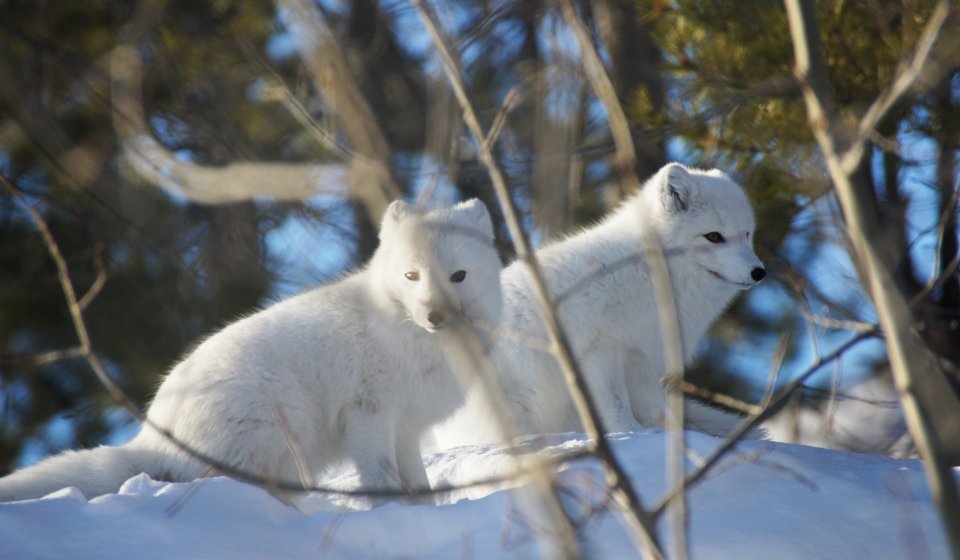 Arctic Day: Wildlife & Hot Springs | half day