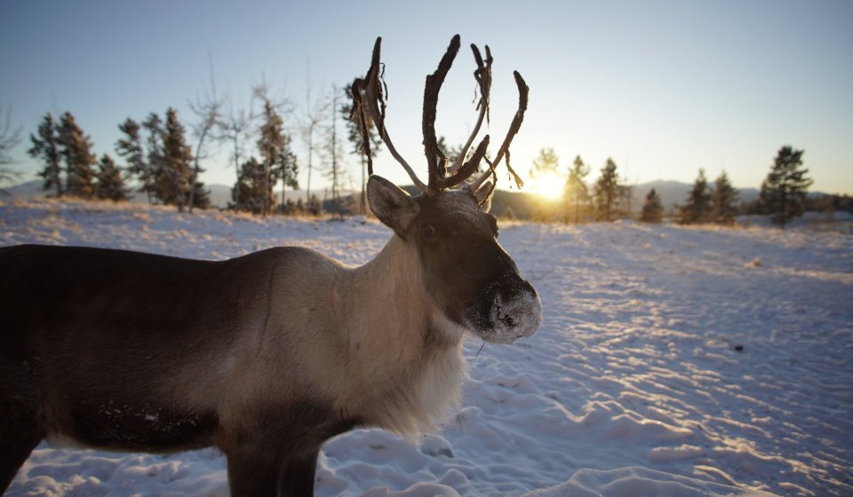 Yukon Winter Dream | Active Winter Adventure