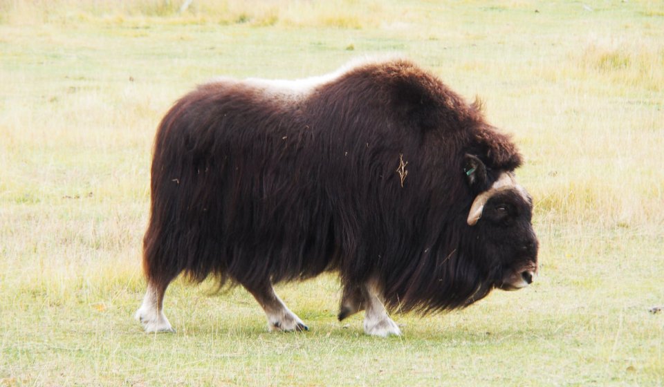 Arctic Day: Yukon Wildlife Viewing Tour | half day