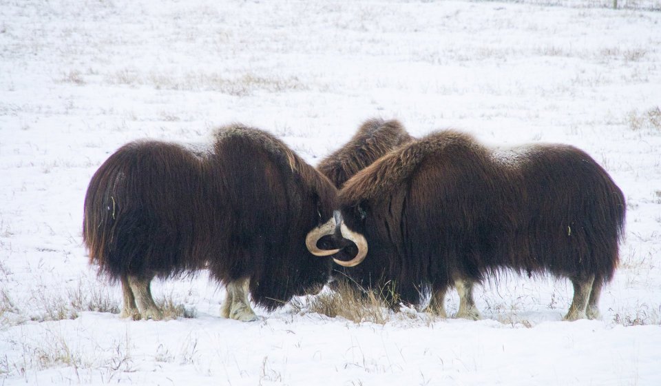 Día Ártico: Vida salvaje y aguas termales | Medio día