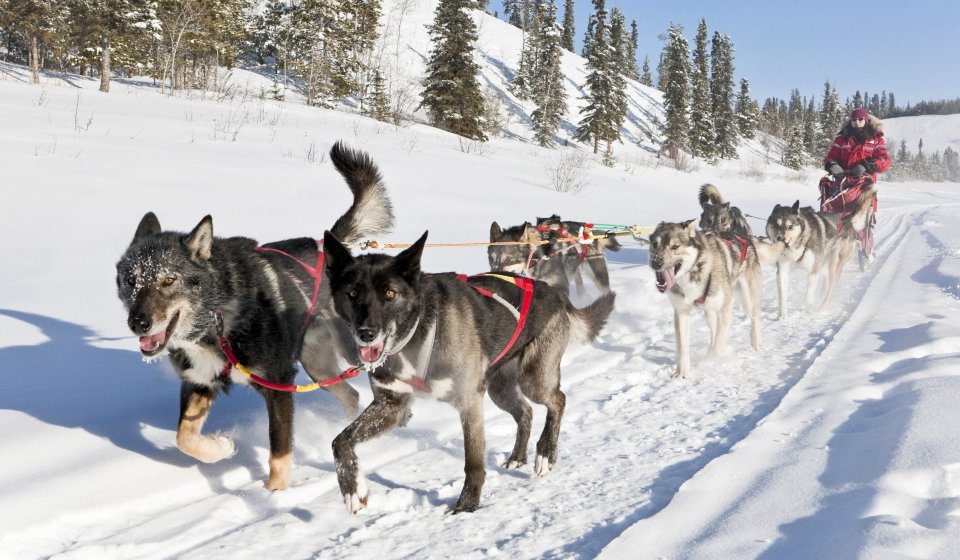 Arctic Day: Dog Sledding Tour | full day