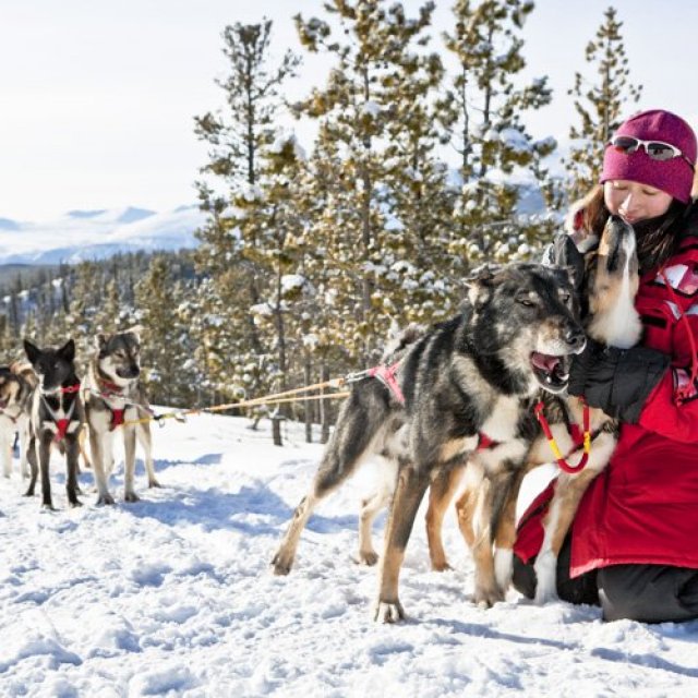 極北の一日: 犬ぞりツアー｜半日 | アークティックレンジアドベンチャー