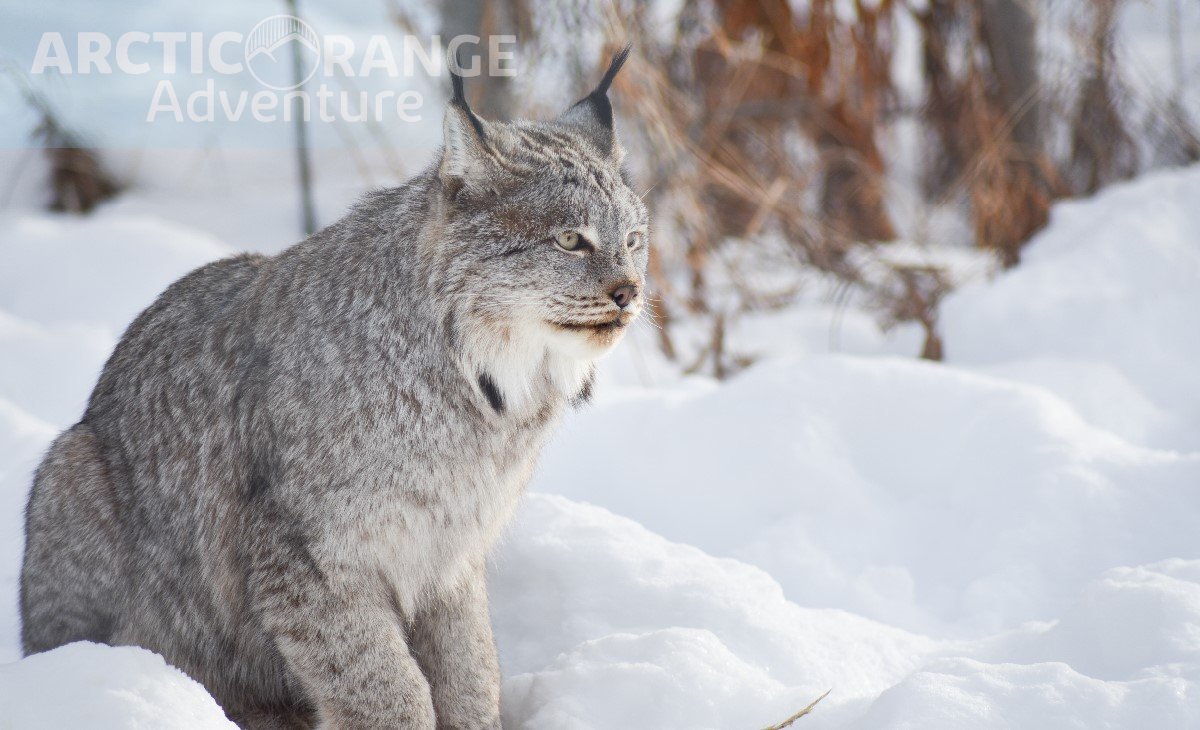 Canada Lynx Arctic Range Adventure