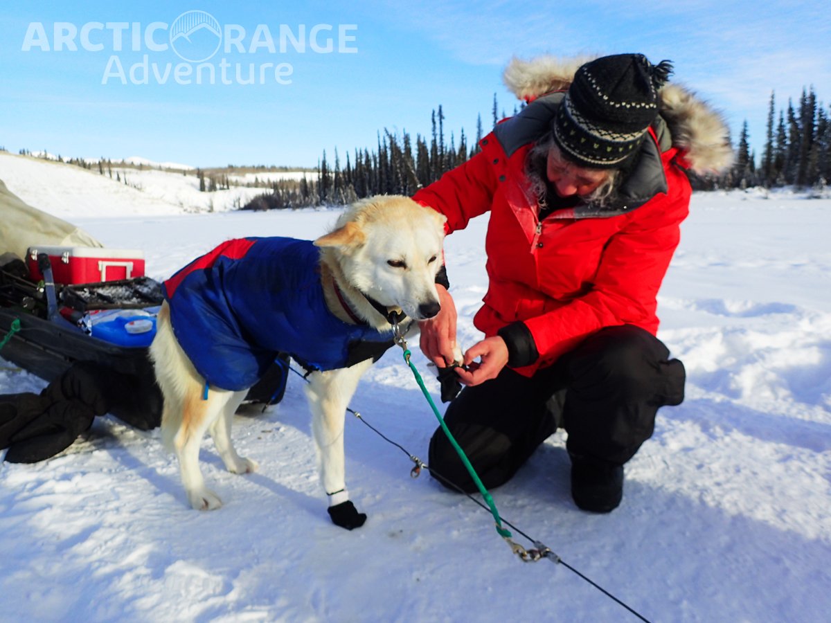 Putting booties on sled dog Arctic Range Adventure