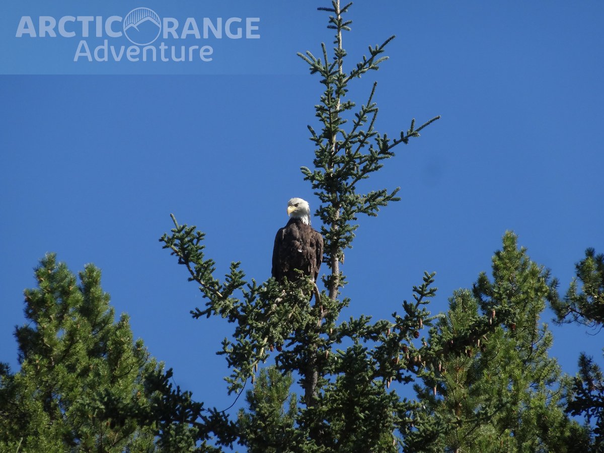 Bald Eagle | Arctic Range Adventure