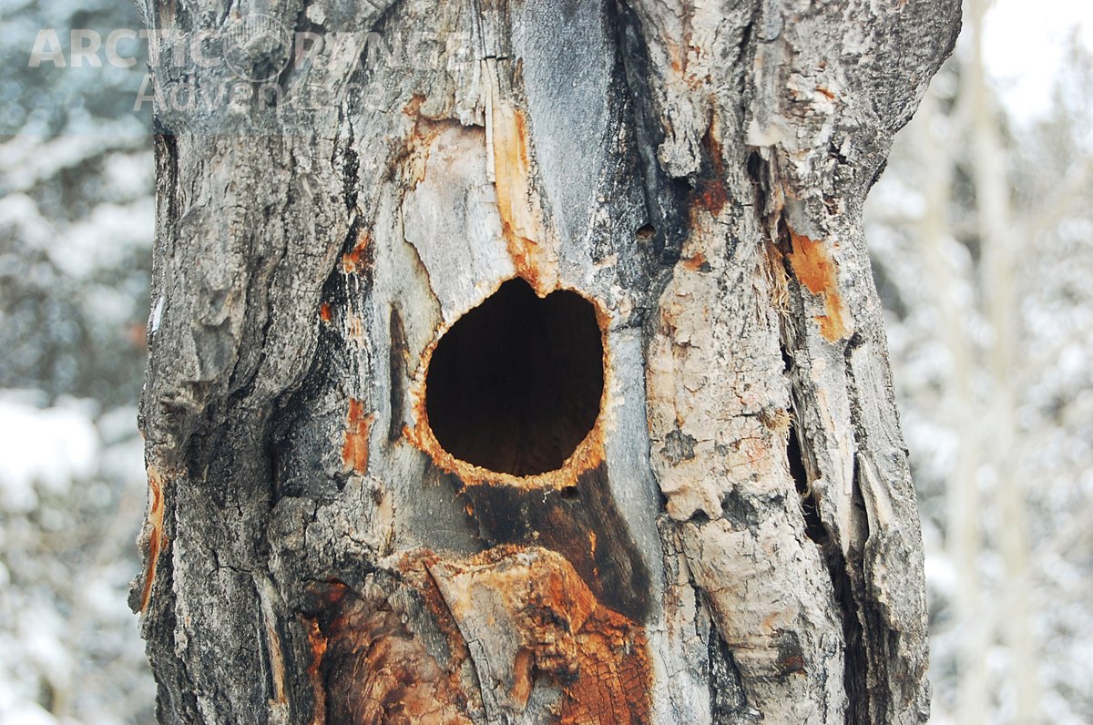 Squirrel nest in tree Arctic Range Adventure