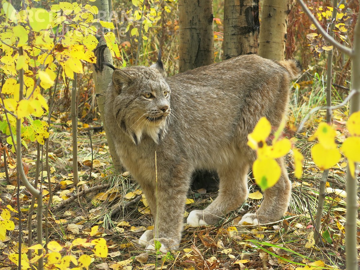 Lynx Arctic Range Adventure