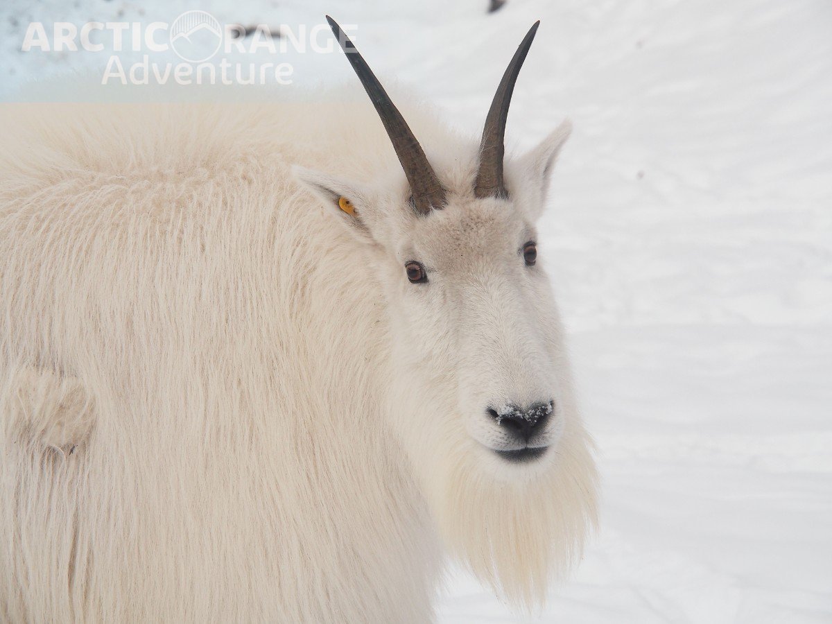 Mountain Goat Arctic Range Adventure