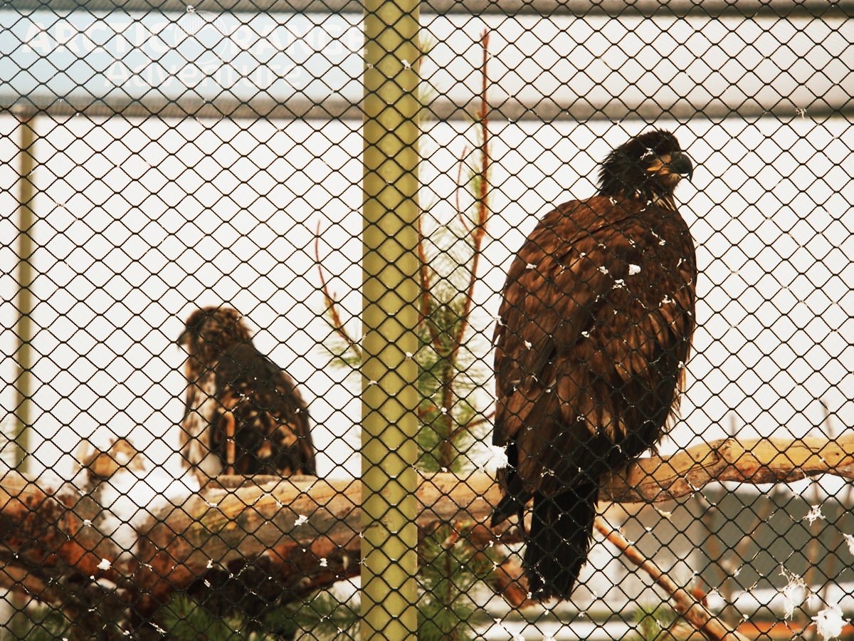 Bald Eagle Sanctuary Arctic Range Adventure