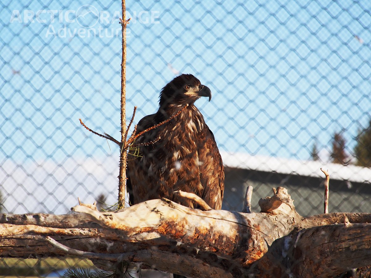 Young Bald Eagle | Arctic Range Adventure