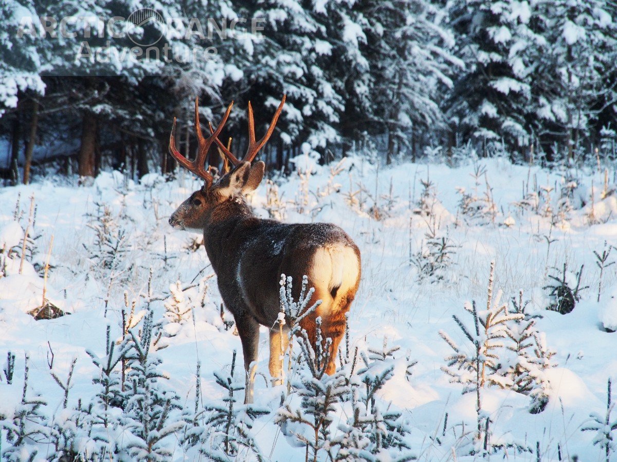 ARCTIC DAY: WILDLIFE & HOT SPRINGS | HALF DAY