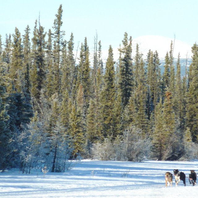 Arctic Day: Taste the snow | Multi-activity tour (Jan 28, 2014)