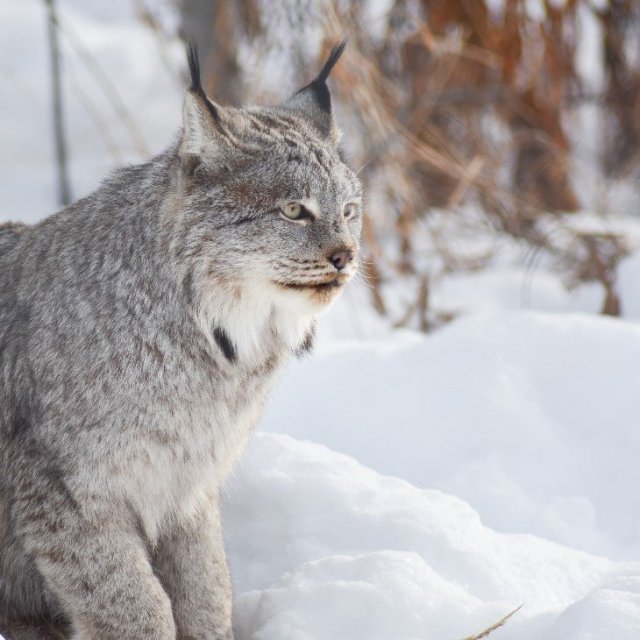 Arctic Day: Wildlife & Hot Springs | half day (Feb 17, 2019)