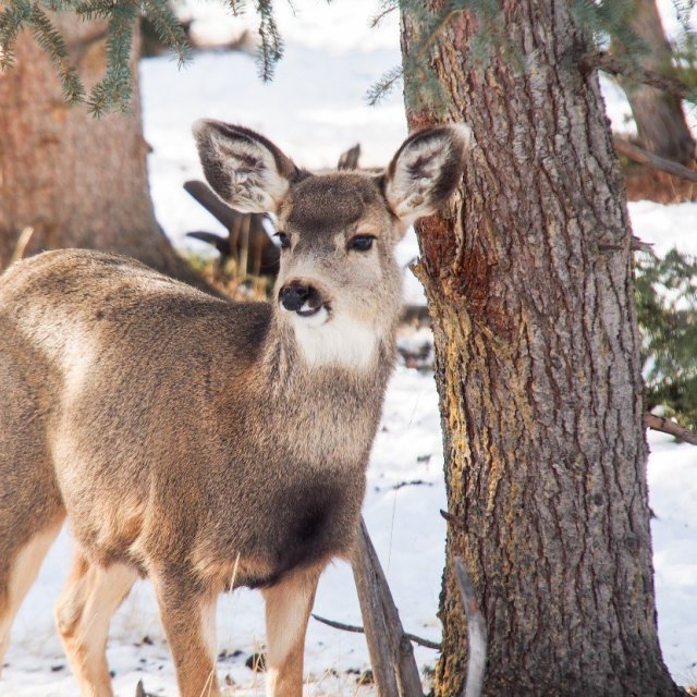 Arctic Day: Wildlife & Hot Springs | half day (Mar 14, 2019)