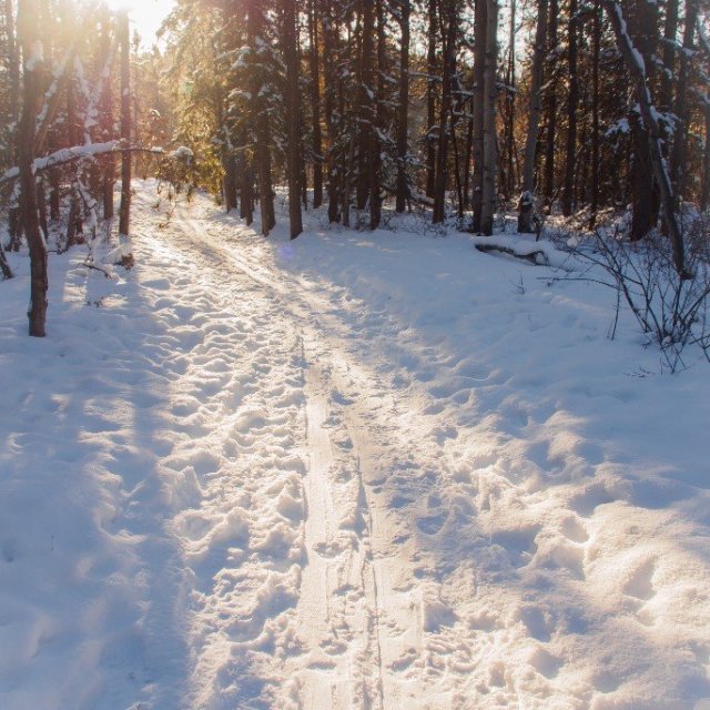 Arctic Day: Snowshoeing Tour | half day (Feb 3, 2019)