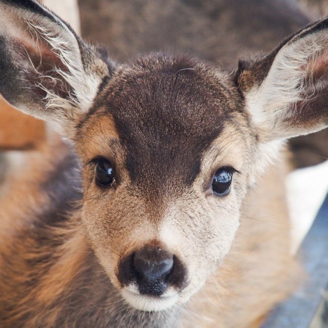 Arctic Day: Wildlife & Hot Springs | half day (Oct 7, 2019)