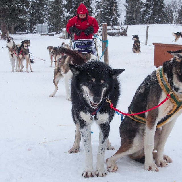 Arctic Day: Dog Sledding Tour | half day (Feb 6, 2019)