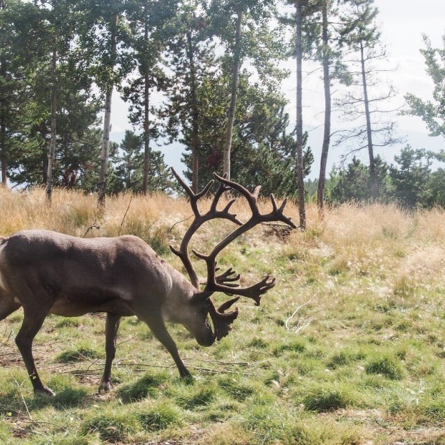 Arctic Day: Wildlife & Hot Springs | half day (Aug 26 2019)