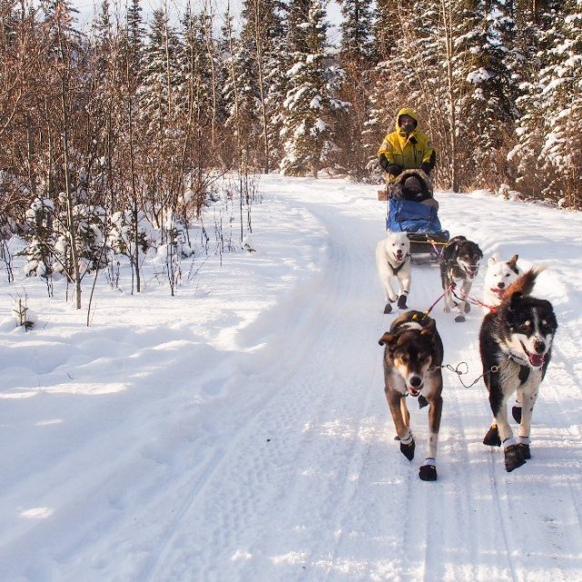 Arctic Day: Dog Sledding Tour | half day (Feb 17, 2019)