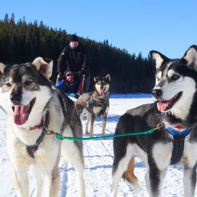 Arctic Day: Dog Sledding Tour | half day (Mar 3, 2019)