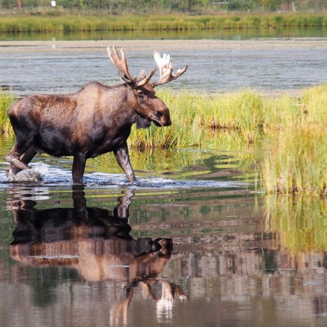 Arctic Day: Wildlife & Hot Springs | half day (Aug 24, 2019)