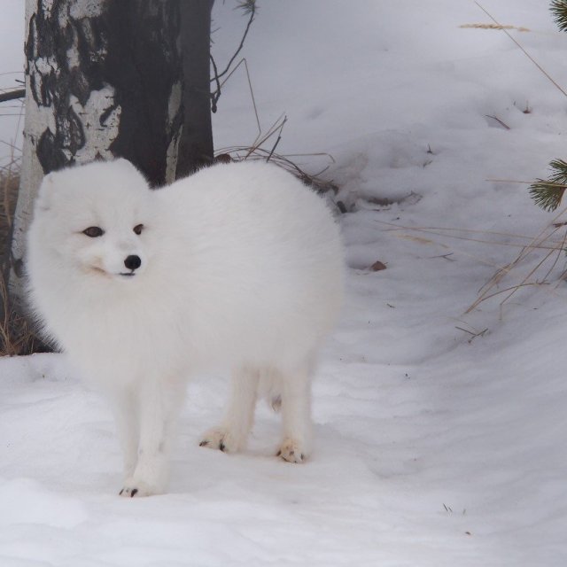 Arctic Day: Wildlife & Hot Springs | half day (Mar16 , 2019)