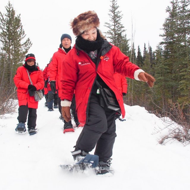 Arctic Day: Snowshoeing Tour | half day (Dec 1, 2019)