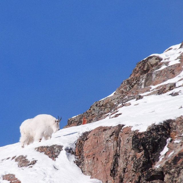 Arctic Day: Wildlife & Hot Springs | half day (Mar 2, 2019)